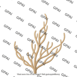 Bent sea rod eunicea flexuosa