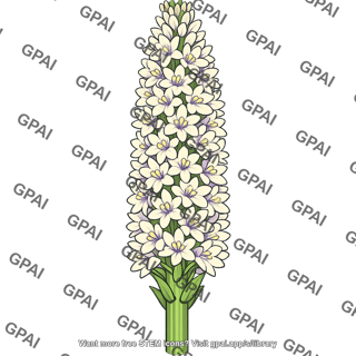 Inflorescence large