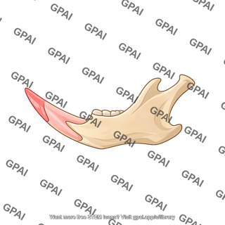 Mouse mandible