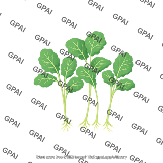 Broccoli young plant