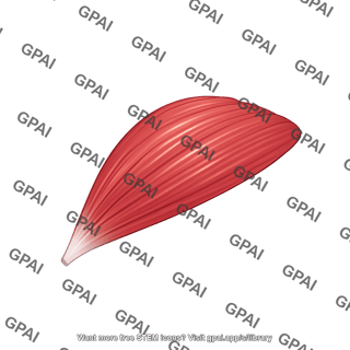 Mouse deltoid anterior