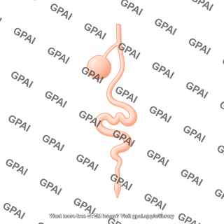 Drosophila larvae gut lateral