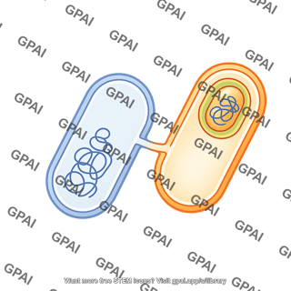 Sporulation phase 3