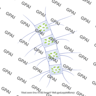 Chaetoceros chain