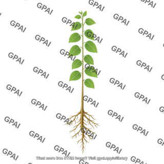 Black cottonwood