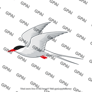 Arctic tern