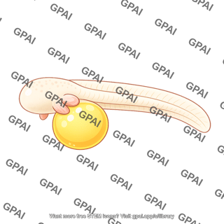 Zebrafish embryo long pec stage eyeless