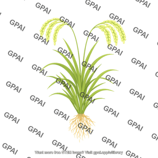 Rice plant milk stage with roots