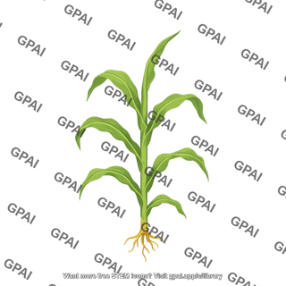Corn v7 v10