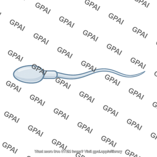 Sperm cell