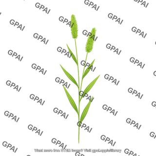 Setaria viridis