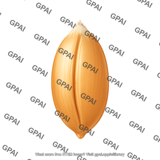 Wheat grain