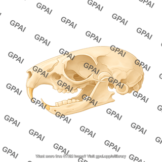 Mouse skull with mandible