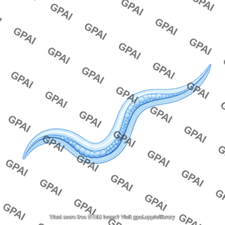 C. elegans 2 detailed