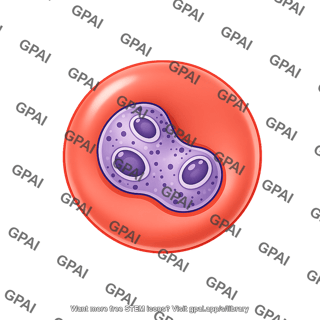 P. falciparum 2. trophozoites