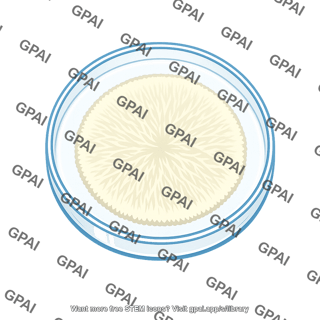 Laboratory stock culture