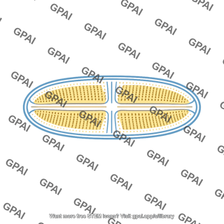 Diatom