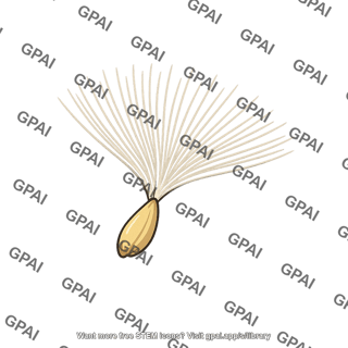 Seed easily dispersed