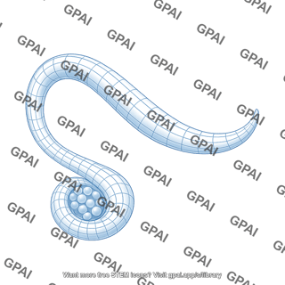 C elegans male gonad arm