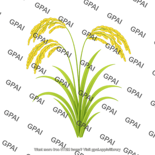 Rice plant mature