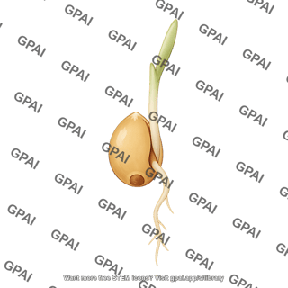 Sorghum seedling stage 0