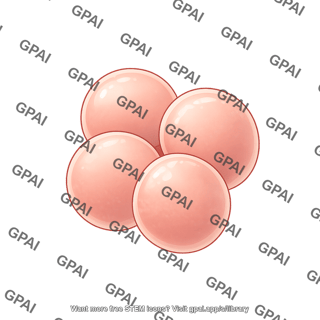 Mouse development e2.0 4 cell