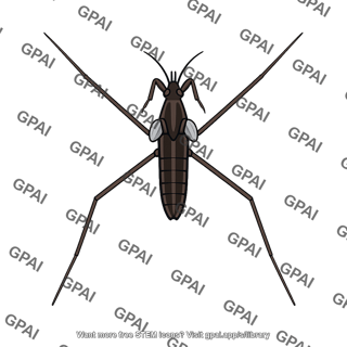 Water strider short winged
