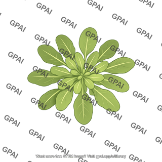 Arabidopsis rosette wildtype