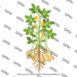 Peanut plant 01