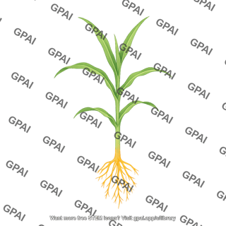 Sorghum seedling stage 3