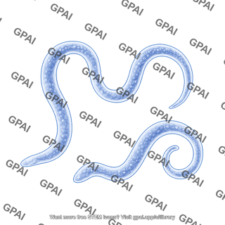 Dirofilaria immitis microfilariae 637