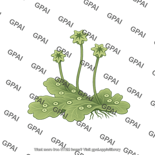 Liverwort thallus male