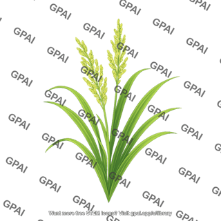 Rice plant flowering
