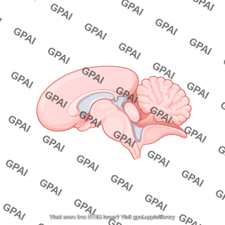 Mouse brain sagittal midline 2