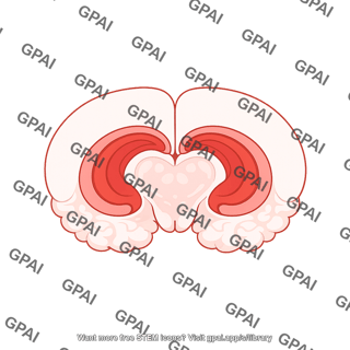 Mouse brain coronal thalamus and hippocampus 3