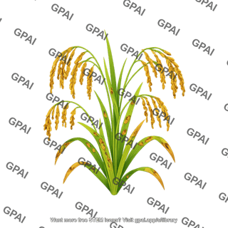 Rice plant diseased