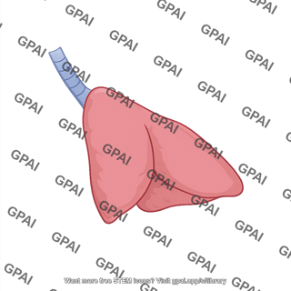 Rat lungs lateral
