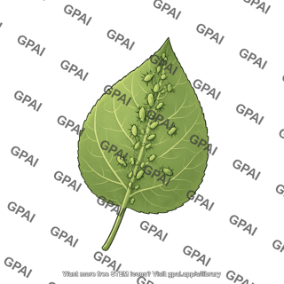 Leaf aphids