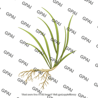 Seagrass zostera marina stalk