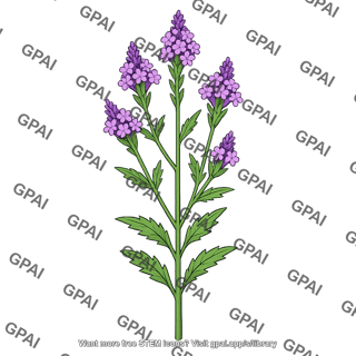 Verbena