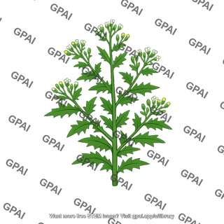 Plant weedy