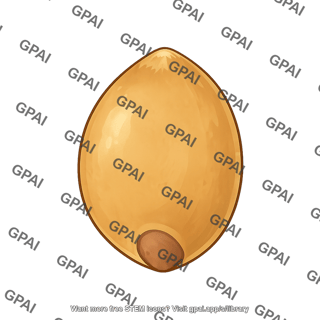 Sorghum seed