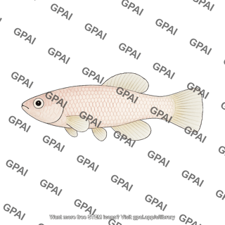 Turquoise killifish nothobranchius furzeri