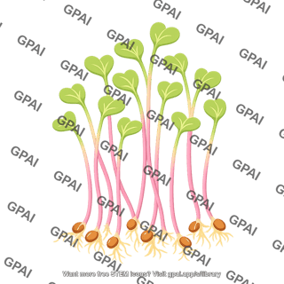 Radish sprout