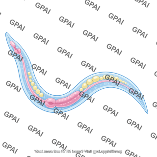 C. elegans with organs