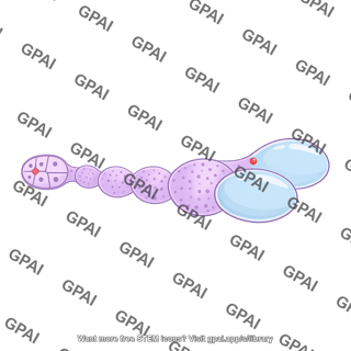 Drosophila ovariole s9 03