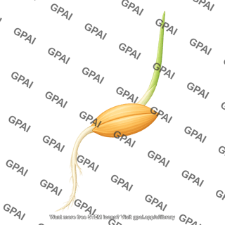 Barley germinating seed 2 179