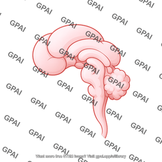 Mouse embryo brain e15.5