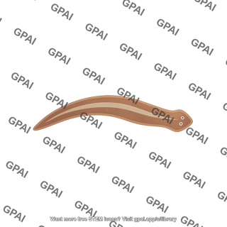 Flatworm dorsal