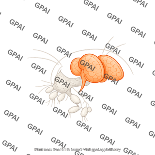Drosophila brain lateral